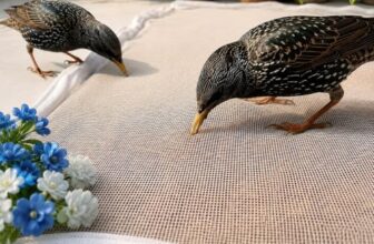 Mesh Food Drying Cover Net with Zipper Closure for Grain Drying, White Protective Mesh Cover for Terrace, Balcony and Outdoor Drying (28 X 38 INCHES)